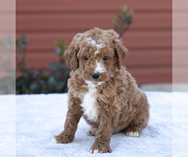 Medium Photo #1 Goldendoodle-Poodle (Miniature) Mix Puppy For Sale in LITITZ, PA, USA