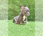 Small Photo #75 French Bulldog Puppy For Sale in JACKSONVILLE, FL, USA