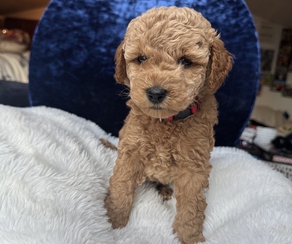 Medium Photo #48 Goldendoodle (Miniature) Puppy For Sale in SAN FERNANDO, CA, USA