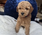 Small Photo #48 Goldendoodle (Miniature) Puppy For Sale in SAN FERNANDO, CA, USA