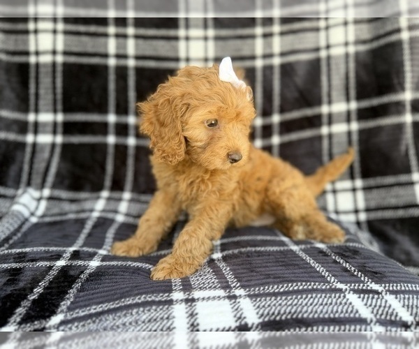 Medium Photo #3 Cock-A-Poo Puppy For Sale in LAKELAND, FL, USA