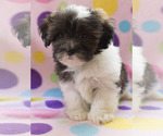 Small Photo #7 Shih-Poo Puppy For Sale in BAY VIEW, WI, USA