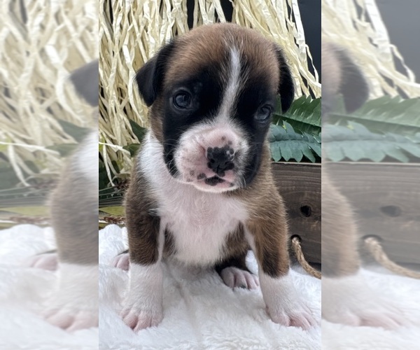 Medium Photo #5 Boxer Puppy For Sale in PAWNEE CITY, NE, USA