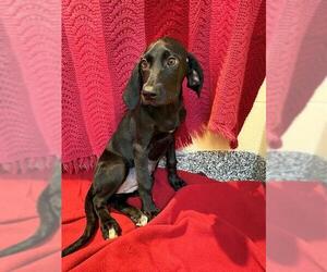 Labrador Retriever-Unknown Mix Dogs for adoption in Brewster, MA, USA