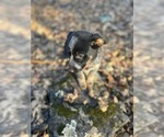 Puppy Starlight Australian Cattle Dog