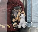 Small Photo #14 Doberman Pinscher-Unknown Mix Puppy For Sale in Buffalo, MN, USA