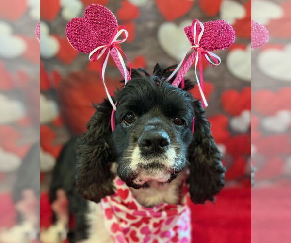 Medium Photo #4 Cocker Spaniel Puppy For Sale in Arlington, VA, USA