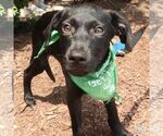 Small #5 Labrador Retriever Mix