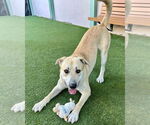 Small #1 Anatolian Shepherd