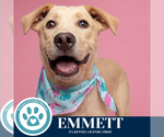 Small #3 Labrador Retriever Mix