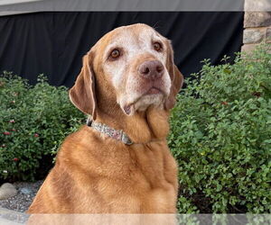 Labrador Retriever Dogs for adoption in Clovis, CA, USA