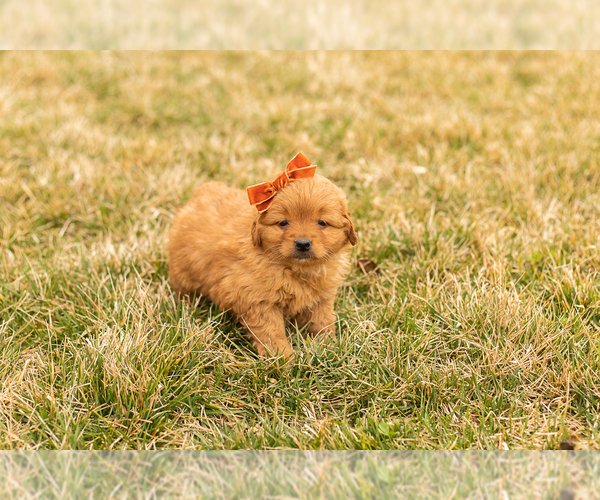 Medium Photo #11 Goldendoodle (Miniature) Puppy For Sale in TOPEKA, IN, USA