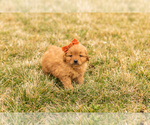 Small Photo #11 Goldendoodle (Miniature) Puppy For Sale in TOPEKA, IN, USA