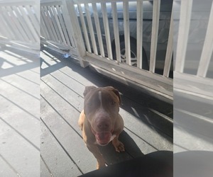American Pit Bull Terrier Puppy for sale in BALTIMORE, MD, USA