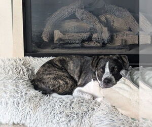 Logan HOWLett - Male American Pit Bull Terrier-Saint Bernard Mix Dog for Adoption - Photo #3