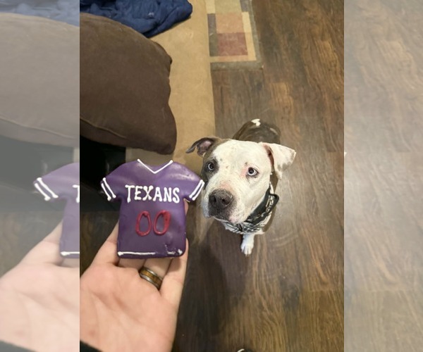 Medium Photo #20 Staffordshire Bull Terrier-Unknown Mix Puppy For Sale in The Woodlands, TX, USA