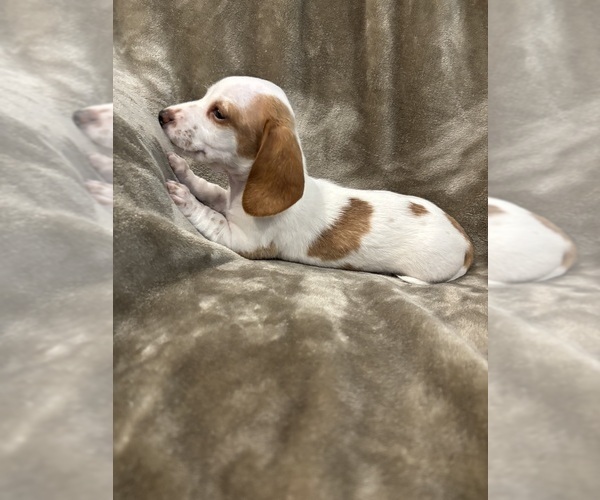 Medium Photo #3 Dachshund Puppy For Sale in DELTONA, FL, USA
