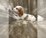 Small Photo #3 Dachshund Puppy For Sale in DELTONA, FL, USA