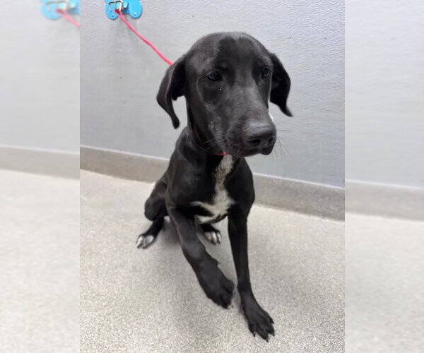 Medium Photo #1 Labrador Retriever-Unknown Mix Puppy For Sale in Las Vegas, NV, USA