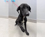 Small Labrador Retriever Mix