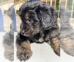 Small Photo #5 Aussiedoodle-Aussiedoodle Miniature  Mix Puppy For Sale in MONTECITO, CA, USA
