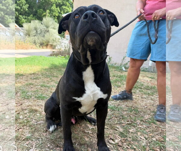 Medium Photo #3 Mutt Puppy For Sale in Goodyear, AZ, USA