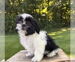 Small #3 Shih Tzu