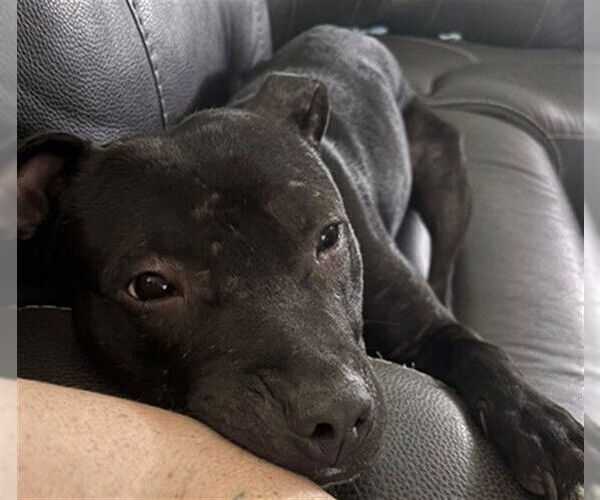 Medium Photo #2 Mutt Puppy For Sale in Louisville, KY, USA