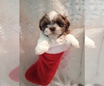 Small Photo #7 Shih Tzu Puppy For Sale in ALLENSVILLE, KY, USA