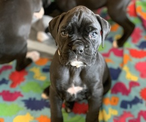 Boxer Puppy for sale in SIOUX FALLS, SD, USA
