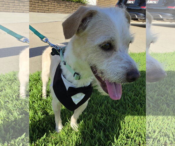 Medium Photo #3 Mutt Puppy For Sale in Corona, CA, USA