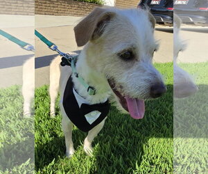 Otis - Male Mutt Dog for Adoption - Photo #3