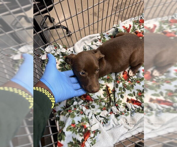 Medium Photo #1 American Pit Bull Terrier-Unknown Mix Puppy For Sale in Tallahassee, FL, USA