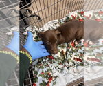 Small American Pit Bull Terrier Mix