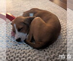 Small #3 Retriever  Mix
