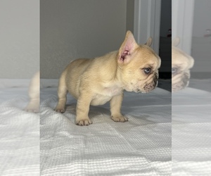 French Bulldog Puppy for sale in COLORADO SPRINGS, CO, USA