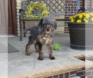 Bernedoodle Puppy for sale in WOLCOTT, IN, USA
