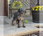 Image preview for Ad Listing. Nickname: Tucker