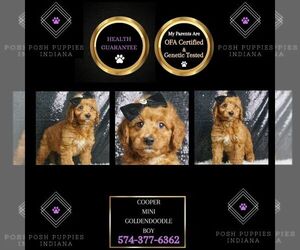 Goldendoodle (Miniature) Puppy for sale in WARSAW, IN, USA