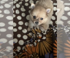 Chiranian Puppy for Sale in WAKE FOREST, North Carolina USA