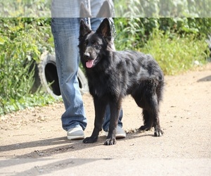 German Shepherd Dog Puppy for Sale in DYERSBURG, Tennessee USA