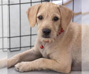 Colonial Cocker Spaniel-Unknown Mix Dogs for adoption in San Diego, CA, USA