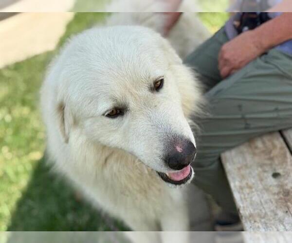 Medium Photo #1 Great Pyrenees-Unknown Mix Puppy For Sale in Tulsa, OK, USA