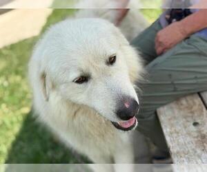 Great Pyrenees-Unknown Mix Dogs for adoption in Tulsa, OK, USA