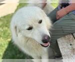 Small Great Pyrenees Mix