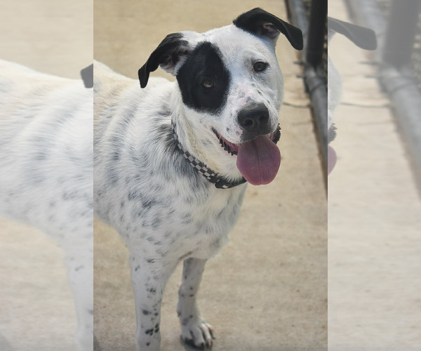 Medium Photo #2 Parson Russell Terrier-Unknown Mix Puppy For Sale in Tulsa, OK, USA