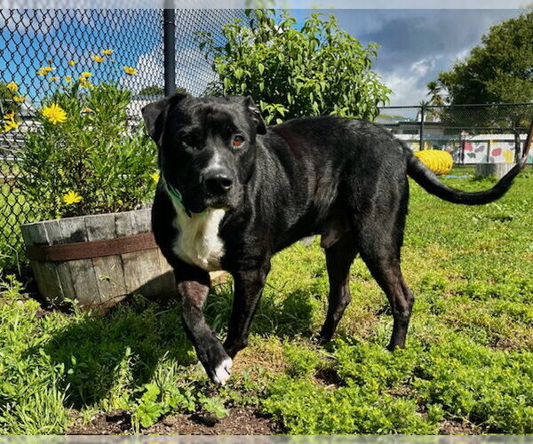 Medium Photo #2 Mutt Puppy For Sale in Santa Cruz, CA, USA