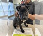 Small Labrador Retriever Mix