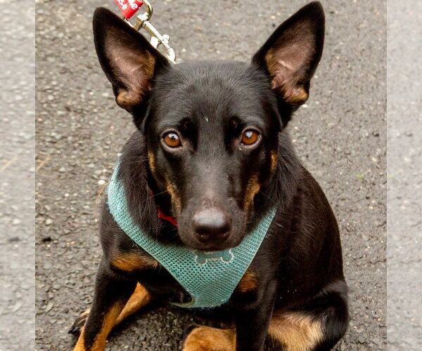 Medium Photo #1 Rat Terrier-Unknown Mix Puppy For Sale in Canton, CT, USA