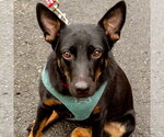 Small Rat Terrier Mix